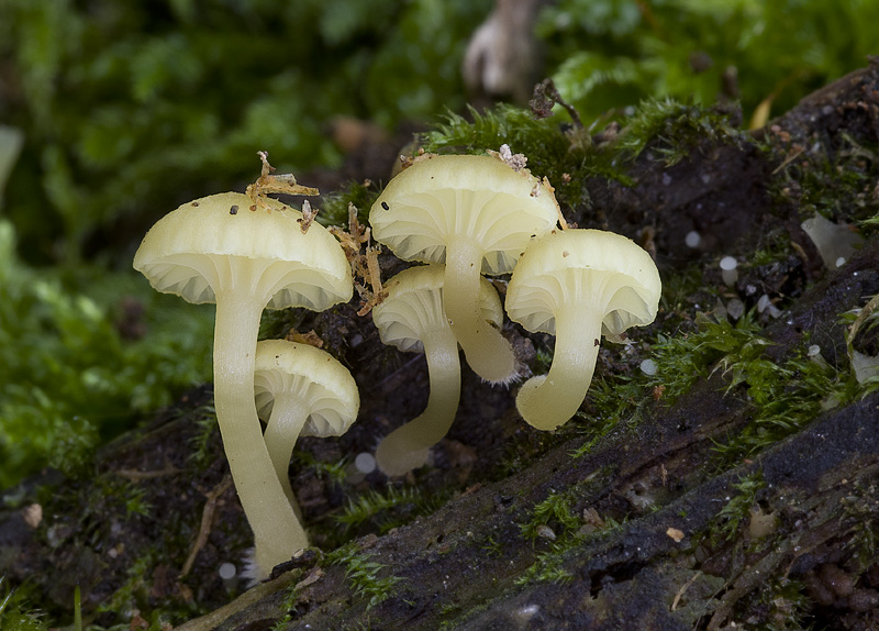 Chrysomphalina grossula